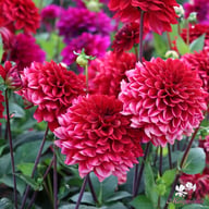Red Runner Dahlia Tuber