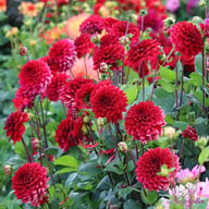 Red Runner Dahlia Tuber