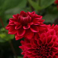 Red Runner Dahlia Tuber