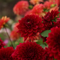 Red Runner Dahlia Tuber