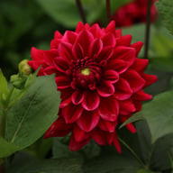 Red Runner Dahlia Tuber