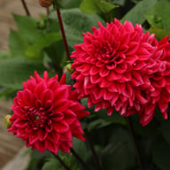 Red Runner Dahlia Tuber
