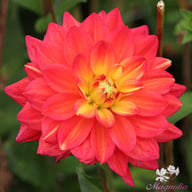 Red Silence Dahlia Tuber