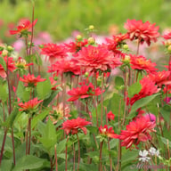 Red Silence Dahlia Tuber