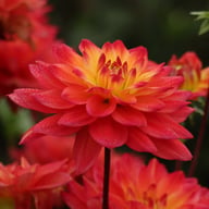 Red Silence Dahlia Tuber