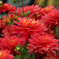 Red Silence Dahlia Tuber