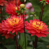 Red Silence Dahlia Tuber