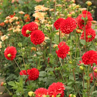Red Symphony Dahlia Tuber