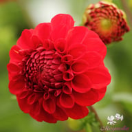 Red Symphony Dahlia Tuber
