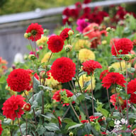 Red Symphony Dahlia Tuber