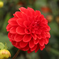 Red Symphony Dahlia Tuber