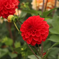 Red Symphony Dahlia Tuber