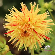 Rejman's Firecracker Dahlia Knöl