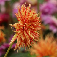 Rejman's Firecracker Dahlia Tuber
