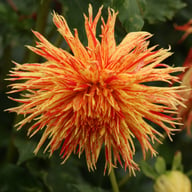Rejman's Firecracker Dahlia Tuber