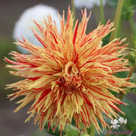 Rejman's Firecracker Dahlia Knöl