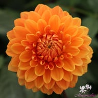 Renato Tosio Dahlia Tuber