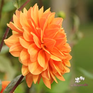 Renato Tosio Dahlia Tuber