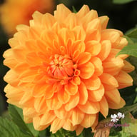 Renato Tosio Dahlia Tuber