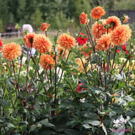 Renato Tosio Dahlia Tuber