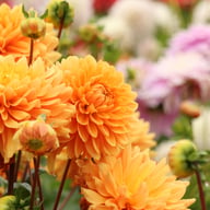 Renato Tosio Dahlia Tuber