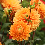 Renato Tosio Dahlia Tuber