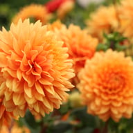 Renato Tosio Dahlia Tuber