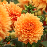 Renato Tosio Dahlia Tuber