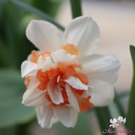 Replete Narcissus Bulbs