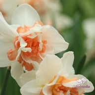 Replete Narcissus Bulbs