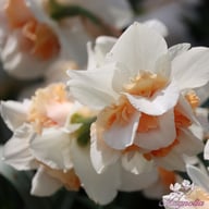 Replete Narcissus Bulbs