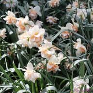 Replete Narcissus Bulbs