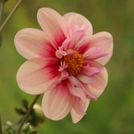 Rhubarb and Custard Dahlia Tuber