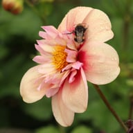 Rhubarb and Custard Dahlia Tuber