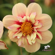 Rhubarb and Custard Dahlia Tuber