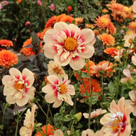 Rhubarb and Custard Dahlia Tuber