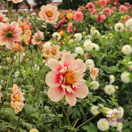 Rhubarb and Custard Dahlia Tuber