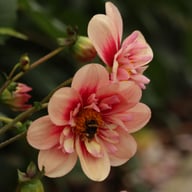 Rhubarb and Custard Dahlia Tuber