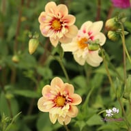 Rhubarb and Custard Dahlia Tuber