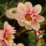 Rhubarb and Custard Dahlia Tuber