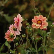 Rhubarb and Custard Dahlia Tuber