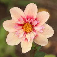 Rhubarb and Custard Dahlia Tuber