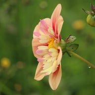 Rhubarb and Custard Dahlia Tuber