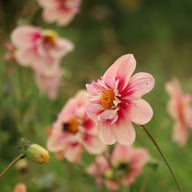 Rhubarb and Custard Dahlia Tuber