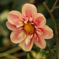 Rhubarb and Custard Dahlia Tuber