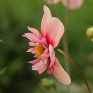 Rhubarb and Custard Dahlia Tuber
