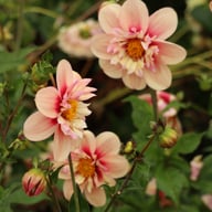 Rhubarb and Custard Dahlia Tuber