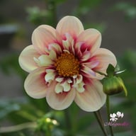 Rhubarb and Custard Dahlia Tuber