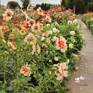 Rhubarb and Custard (stickling) Dahlia Stickling