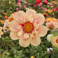 Rhubarb and Custard (stickling) Dahlia Stickling
